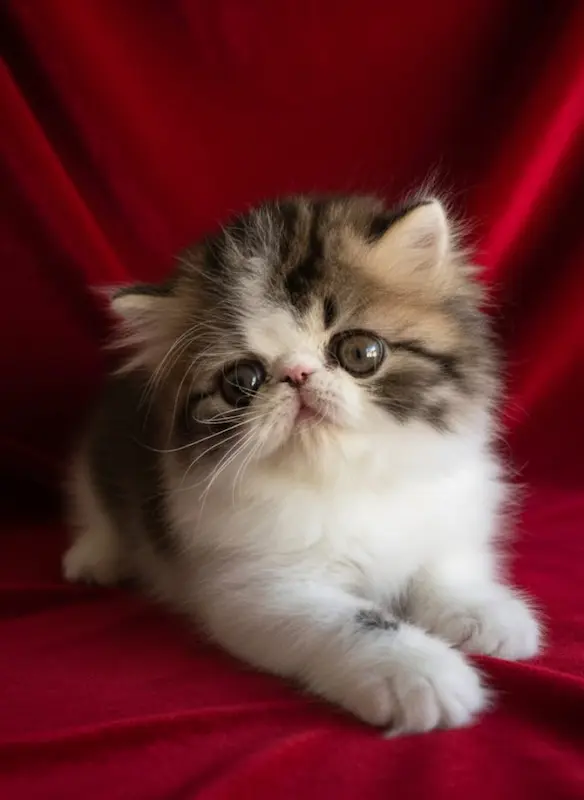 Gato persa o exótico del criadero Casa Belich